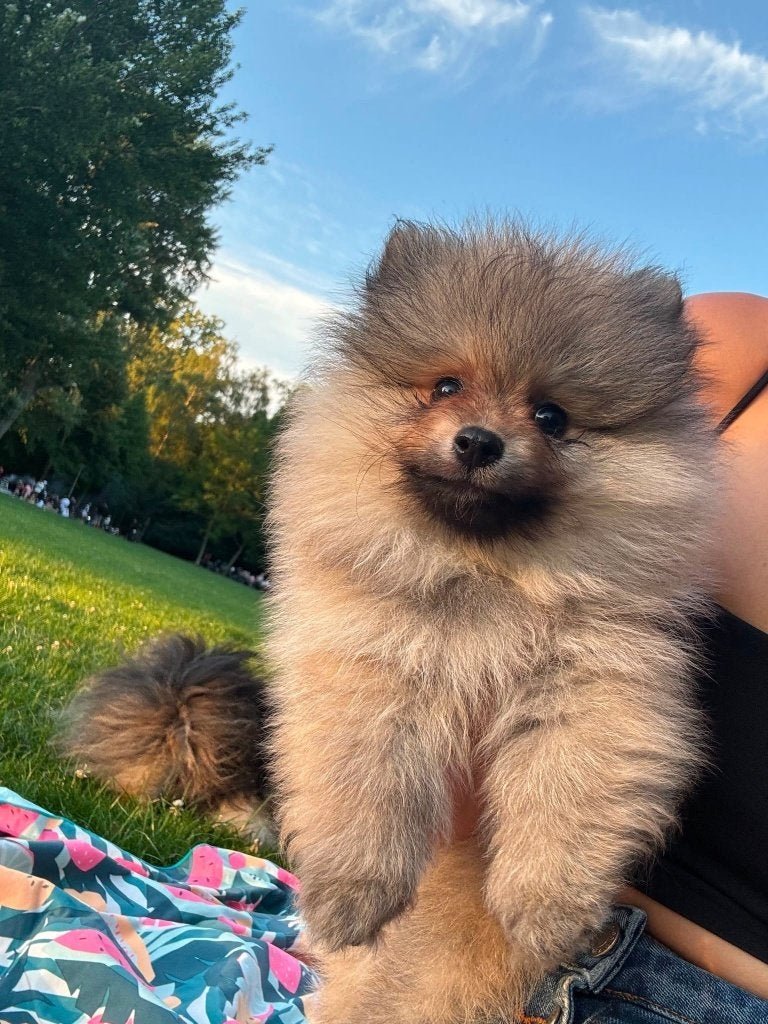 Pomeriaan  2 Reutjes Pups, Keeshond, Reu, 8 tot 15 weken, Parvo
