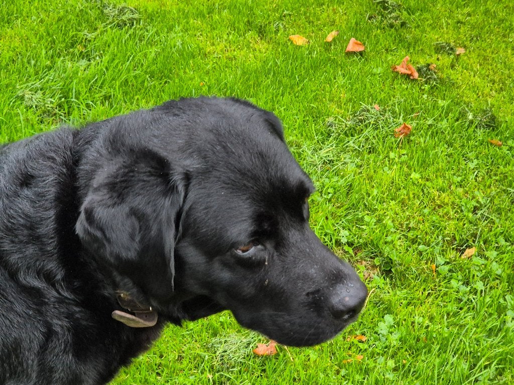 Staat ter dekking, Dieren en Toebehoren, 6 jaar of ouder, Reu, Labrador retriever, Eén hond