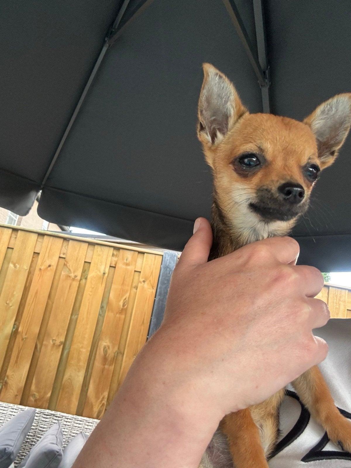 Chihuahua teefje, 15 weken tot 1 jaar, Teef, Parvo, Eén hond