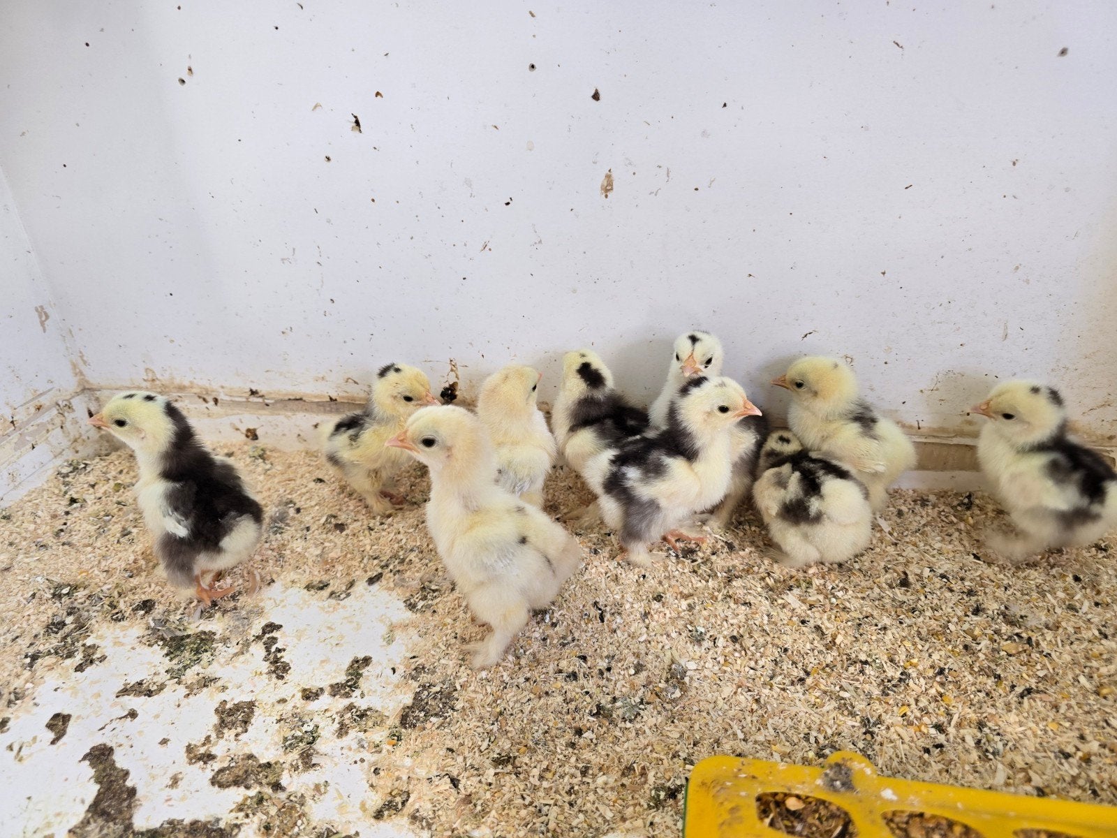 10 Kuikens Cochin Choco wit Gepareld, Dieren en Toebehoren, Pluimvee, Geslacht onbekend, Kip
