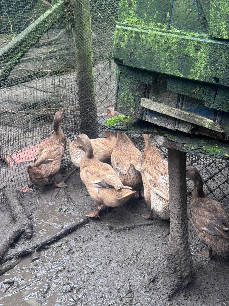 khaki campbell eenden, Dieren en Toebehoren, Pluimvee, Meerdere dieren, Eend