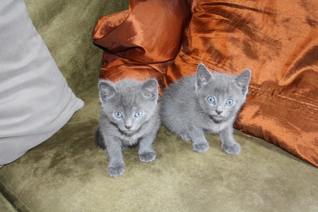 Muisgrijs kittens, Kater, Ontwormd, 0 tot 2 jaar