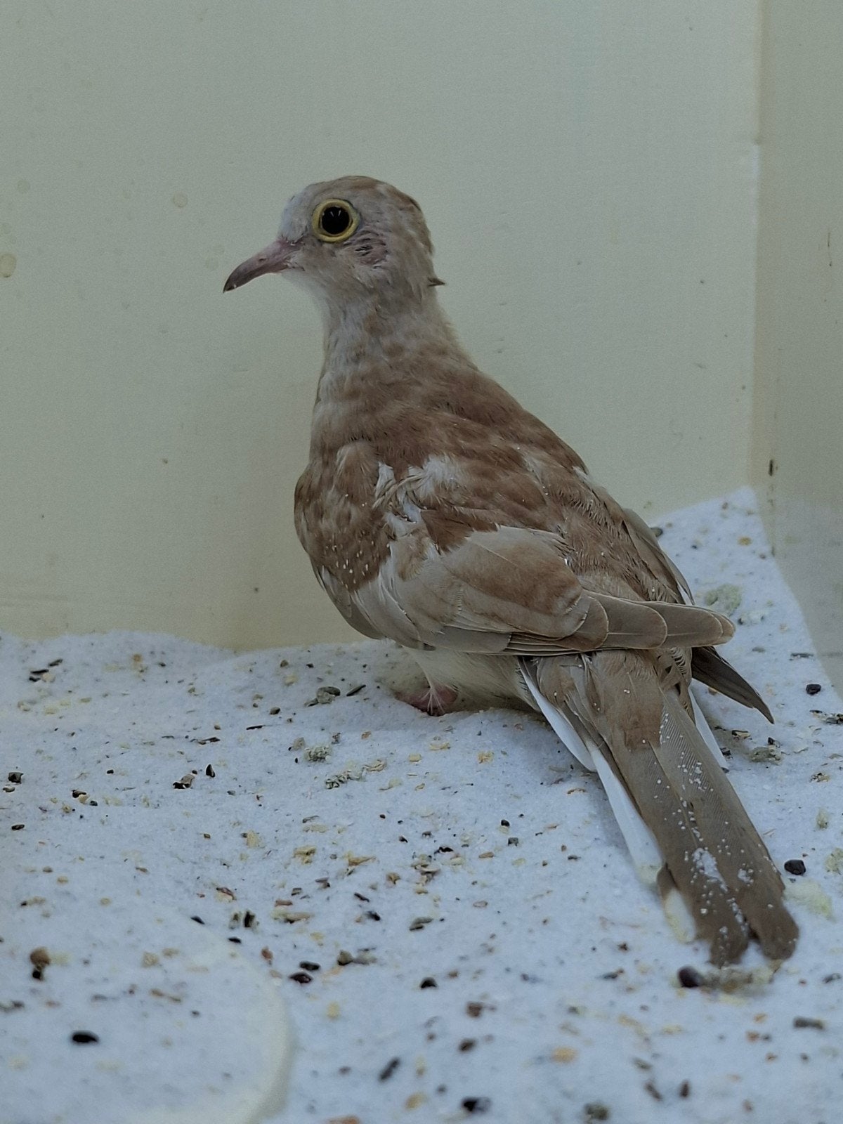 Jong koppel bruine diamant duiven diamantduif, Dieren en Toebehoren, Meerdere dieren, Tropenvogel