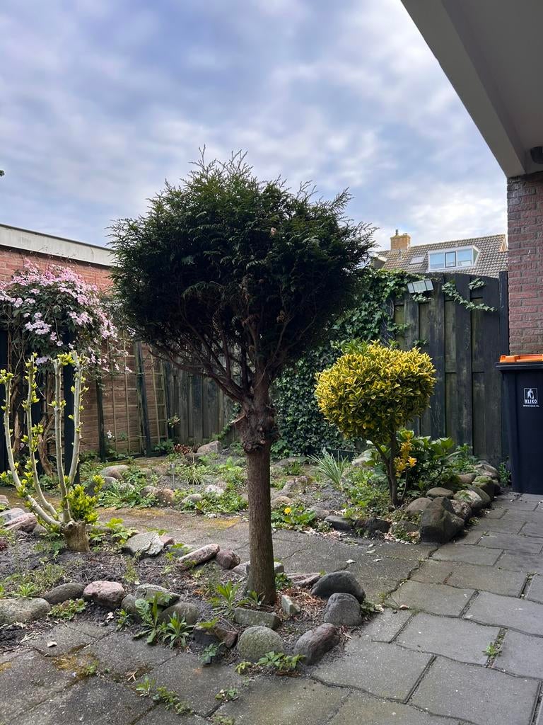 Gratis Thuja boom, Tuin en Terras, Planten | Bomen, Ophalen, Bloeit niet, Halfschaduw, Overige soorten