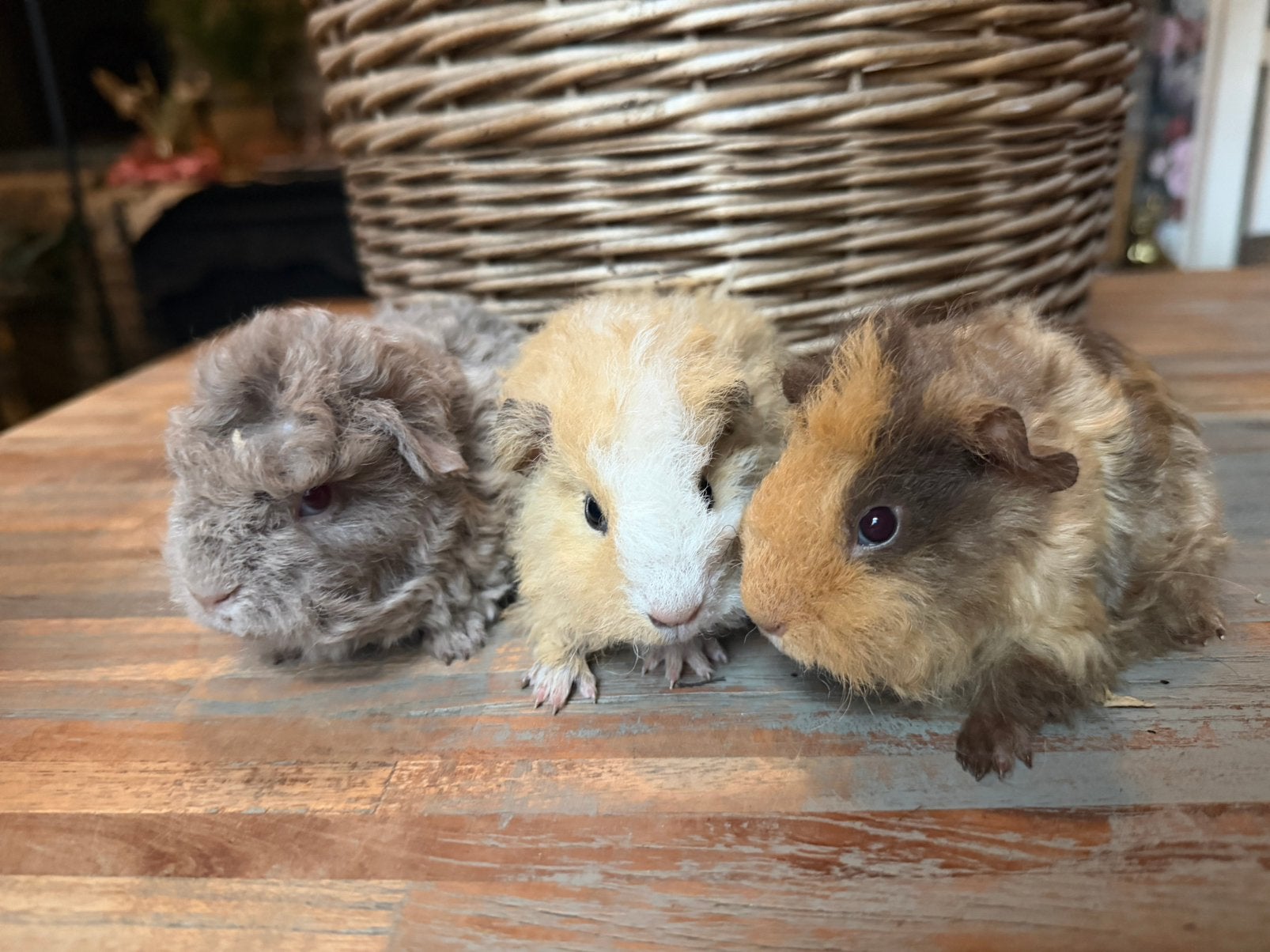 Jonge langharige cavia’s tessel coronet sheltie merino, Dieren en Toebehoren, Cavia, Meerdere dieren, Tam, September