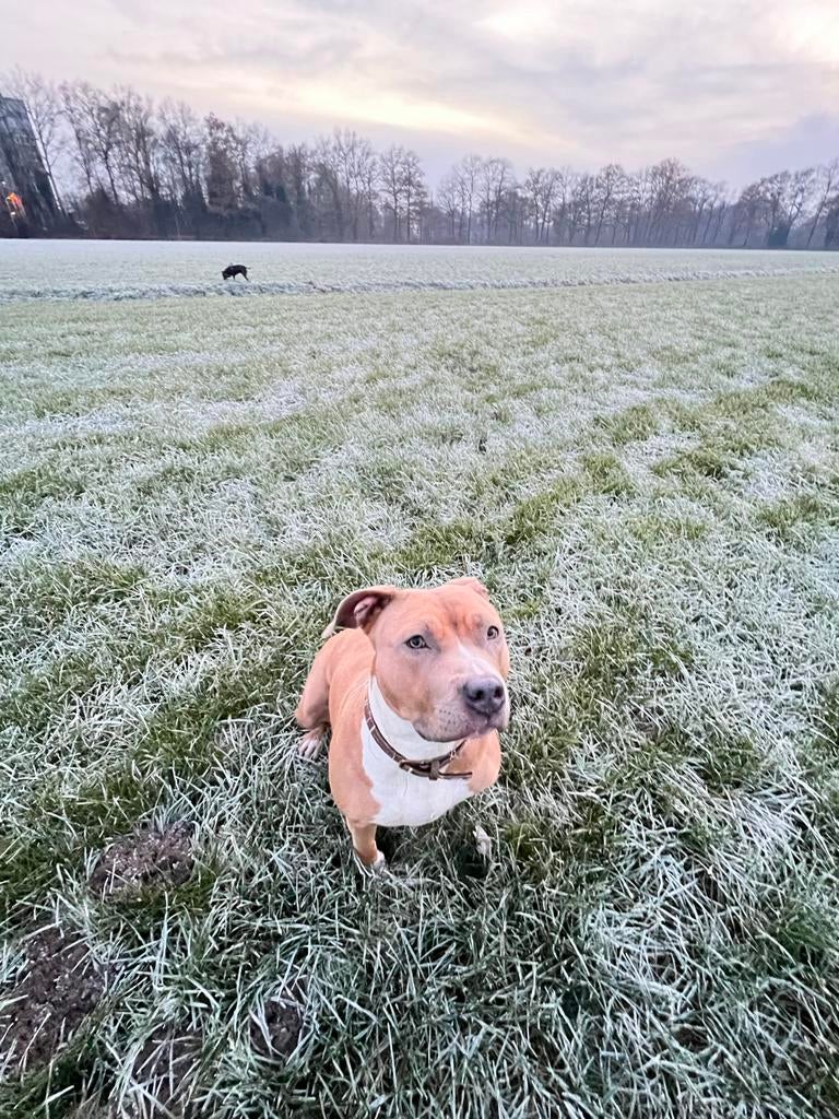 Pitbull/Bully en Amerikaanse Stafford te koop, Dieren en Toebehoren, 6 jaar of ouder, Overige rassen, Parvo, Meerdere