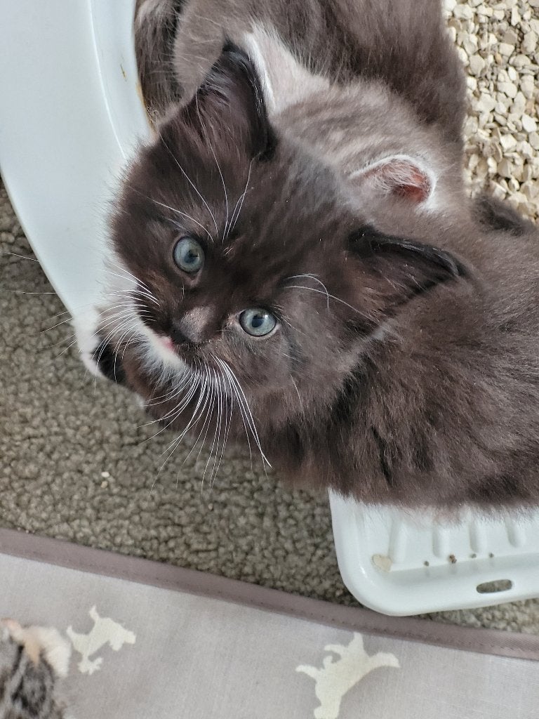 Maincoon kittens(kruising ragdoll, vader stamboom), Meerdere dieren, Ontwormd, 0 tot 2 jaar