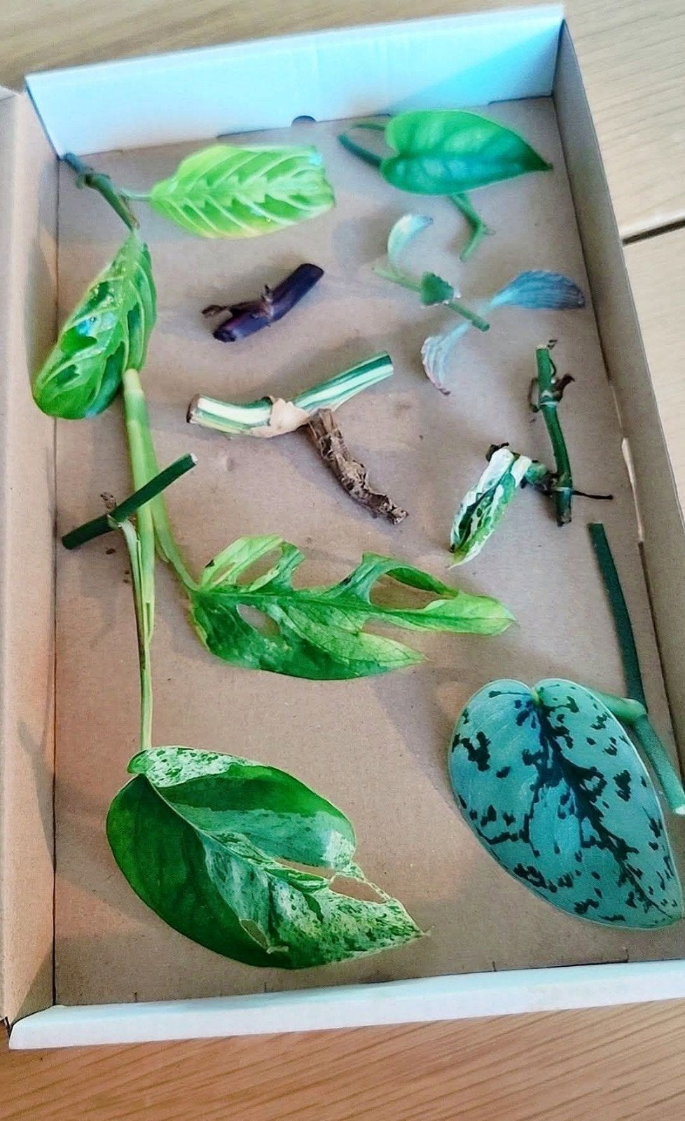 Stekjesbox Specials variegata, Ophalen, Halfschaduw, Minder dan 100 cm