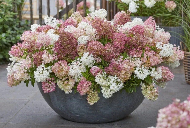 Hydrangea Groundbreaker Blush (Bodembedekker!) NIEUW!, Tuin en Terras, Bodembedekkers, Volle zon, Vaste plant, Ophalen of Verzenden