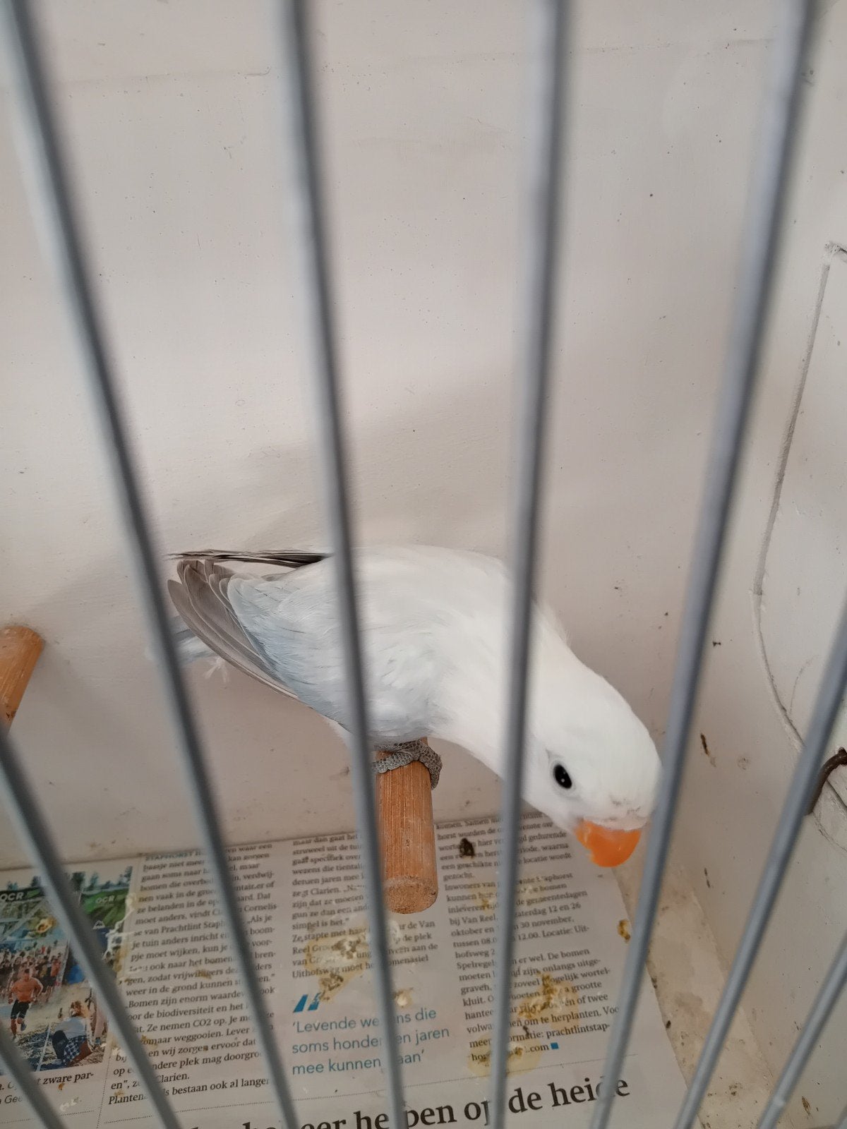 dilute euwing opaline, Vrouwelijk, Dwergpapegaai of Agapornis