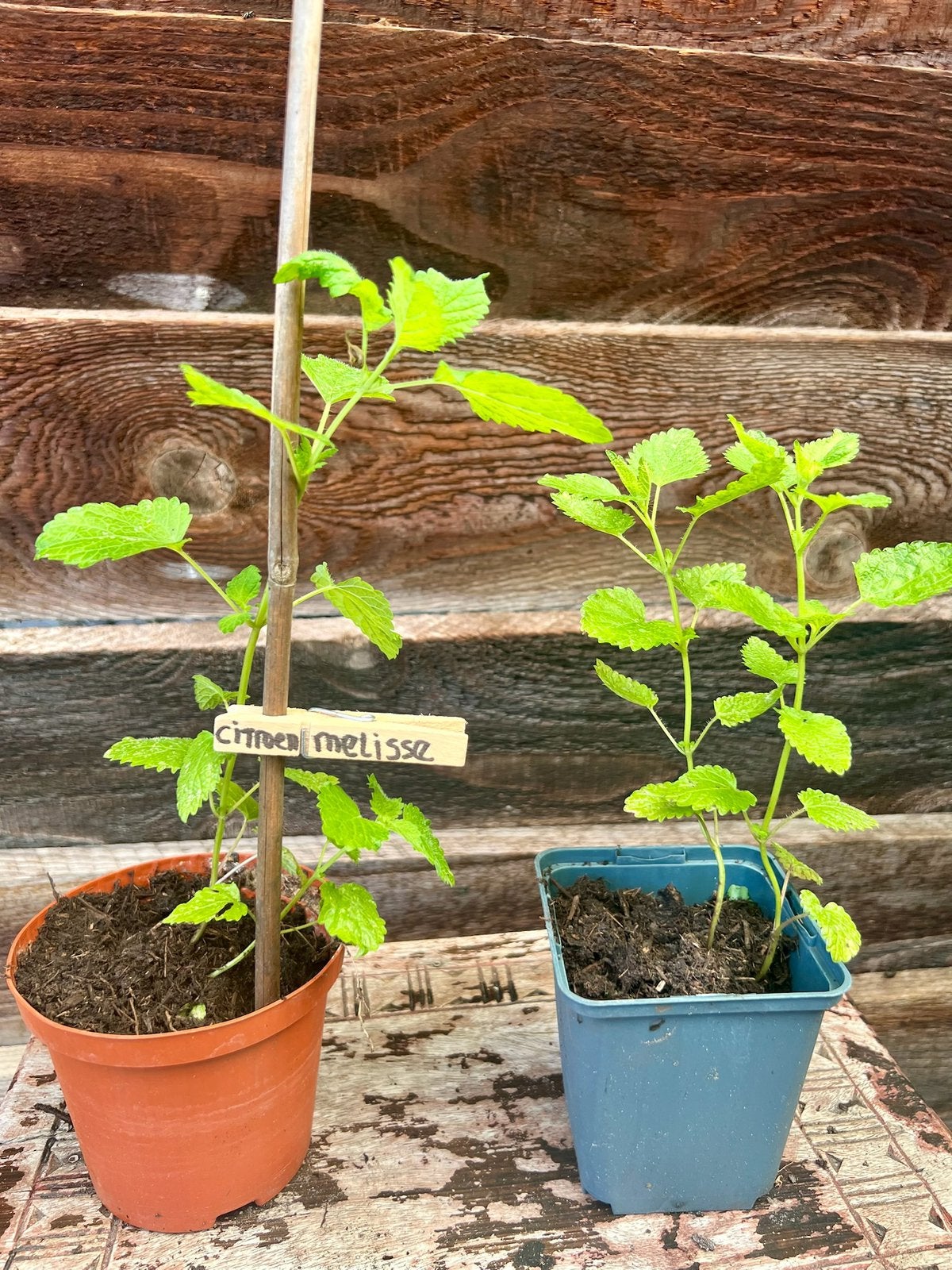 CITROENMELISSE uit Biologische tuin Vaste plant, Tuin en Terras, Planten | Tuinplanten, Ophalen, Vaste plant, Halfschaduw, Kruiden