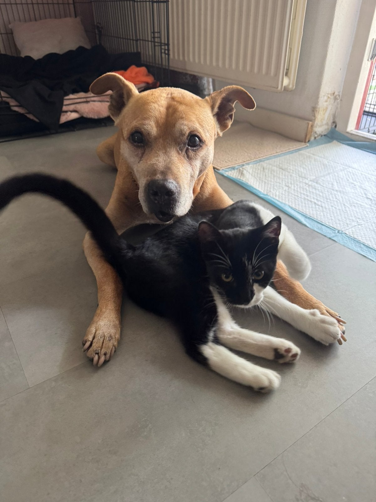Lieve en speelse kittens/kat/poes zoeken een warm huisje!, Dieren en Toebehoren, Meerdere dieren