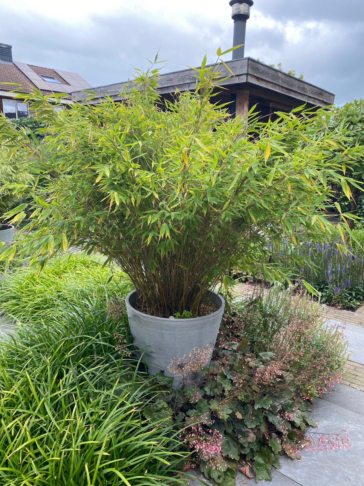 Bamboe planten, Ophalen, Bamboe, 250 cm of meer