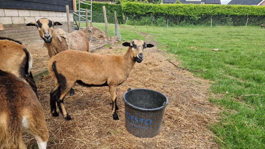 Kameroen ooi, Dieren en Toebehoren, Schapen, Geiten en Varkens, Vrouwelijk, Schaap