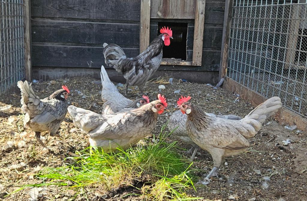 Prachtige blauwe en zwarte friese kriel kippen., Meerdere dieren, Kip