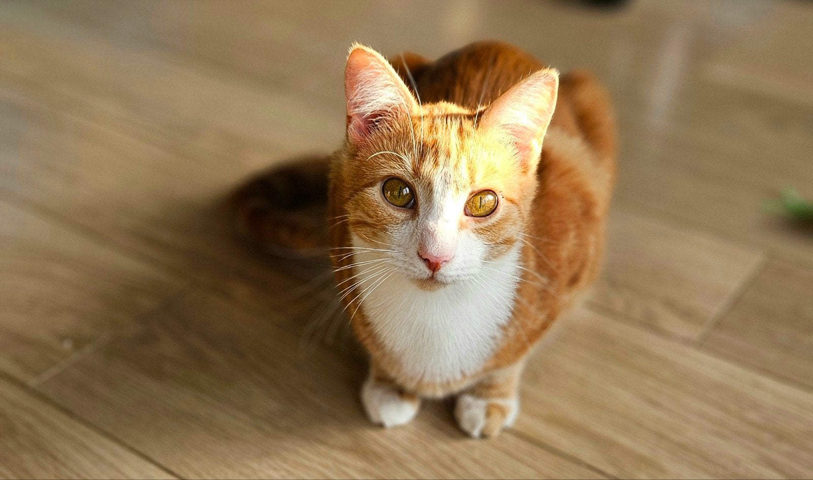 Phoenix zoekt met spoed een nieuw geduldig zorgzaam baasje, Dieren en Toebehoren, Katten en Kittens | Overige Katten, Kater, Kortharig