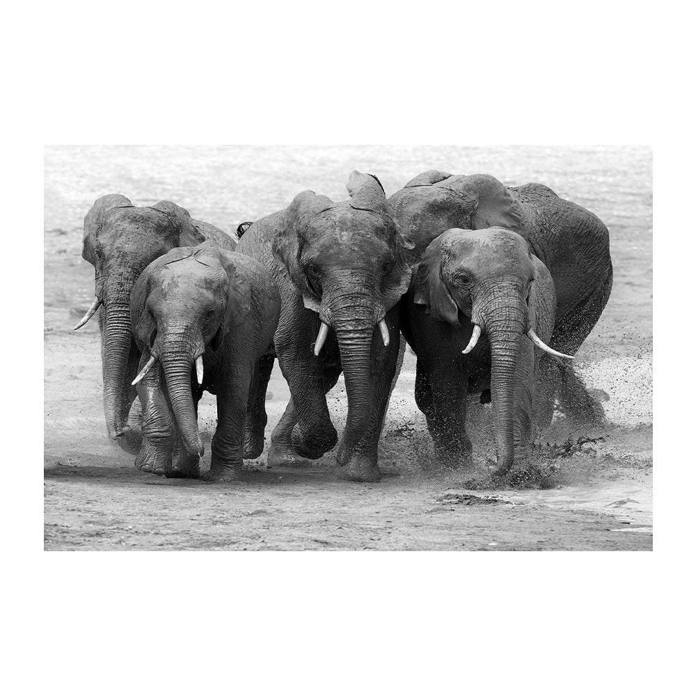 Glasschilderij - Kudde Olifanten - 160 x 110, Huis en Inrichting, Niet ingevuld, Niet ingevuld, Niet ingevuld