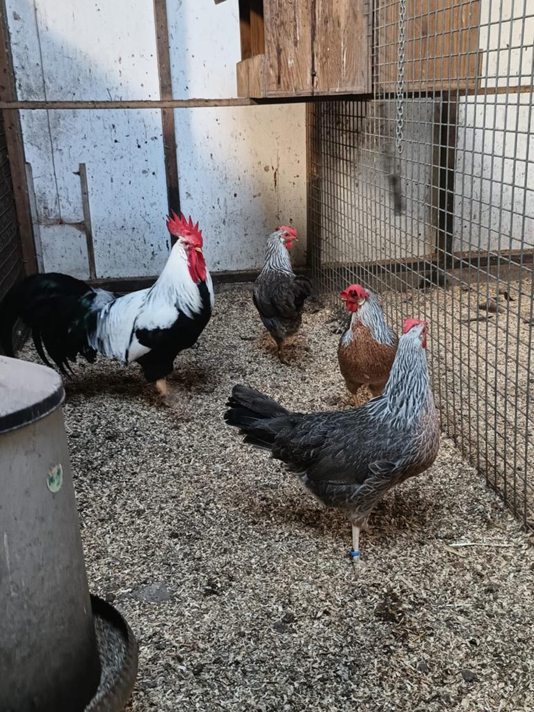 Leghorn zilverpatrijs te koop! 1 haan 3 hennen, Dieren en Toebehoren, Meerdere dieren, Kip
