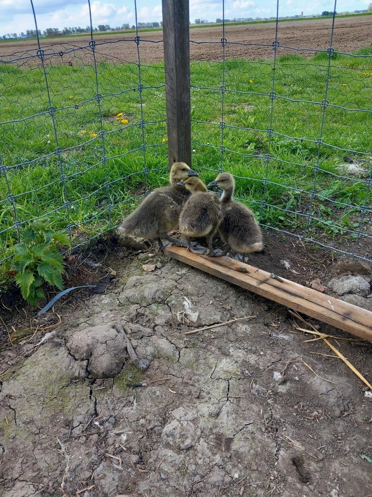 Te koop ganzekuikens grauwe gans, Geslacht onbekend, Gans of Zwaan