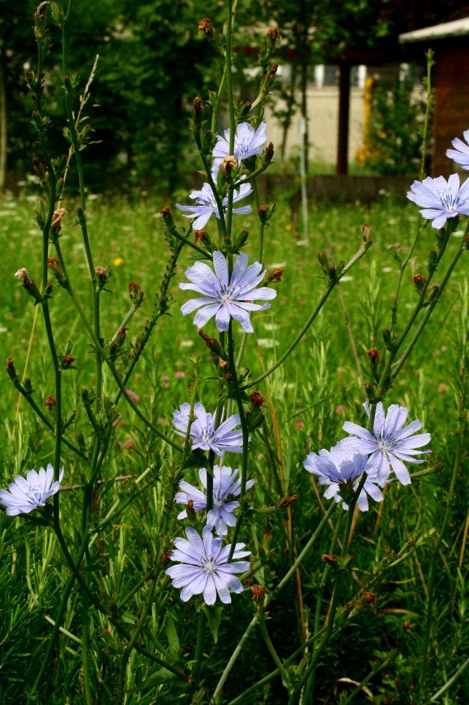 Cichorium intybus - cichorei, Bio