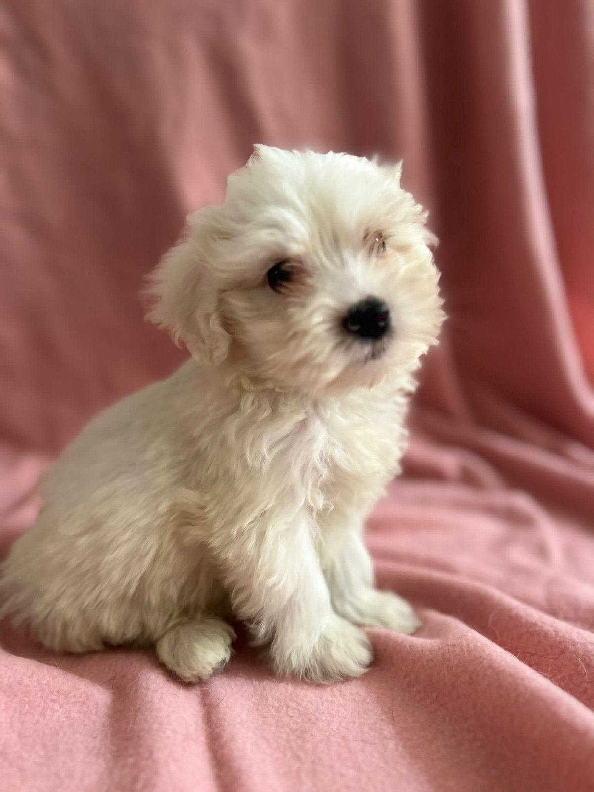 Lieve maltilpoo pups te koop, Overige rassen, 8 tot 15 weken, Meerdere, Meerdere dieren