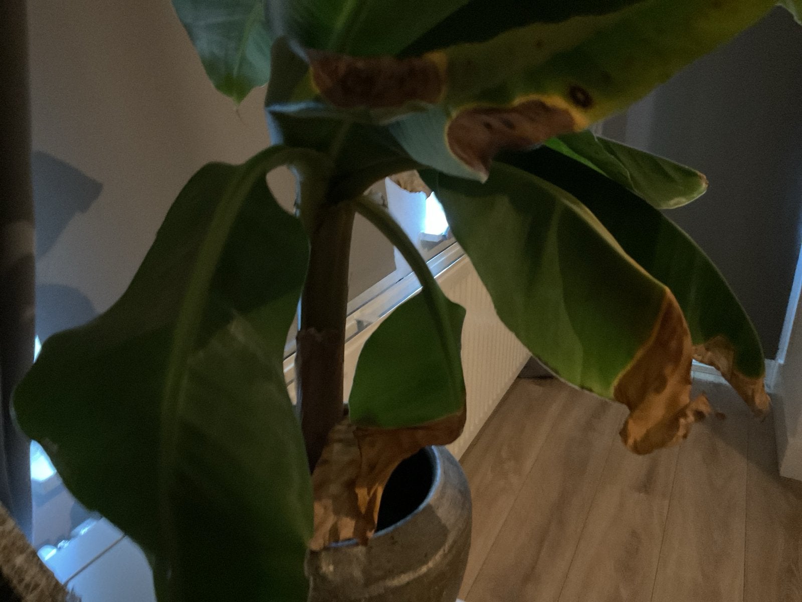 Grote bananenplant met pot, Ophalen, 100 tot 150 cm, Overige soorten, Halfschaduw