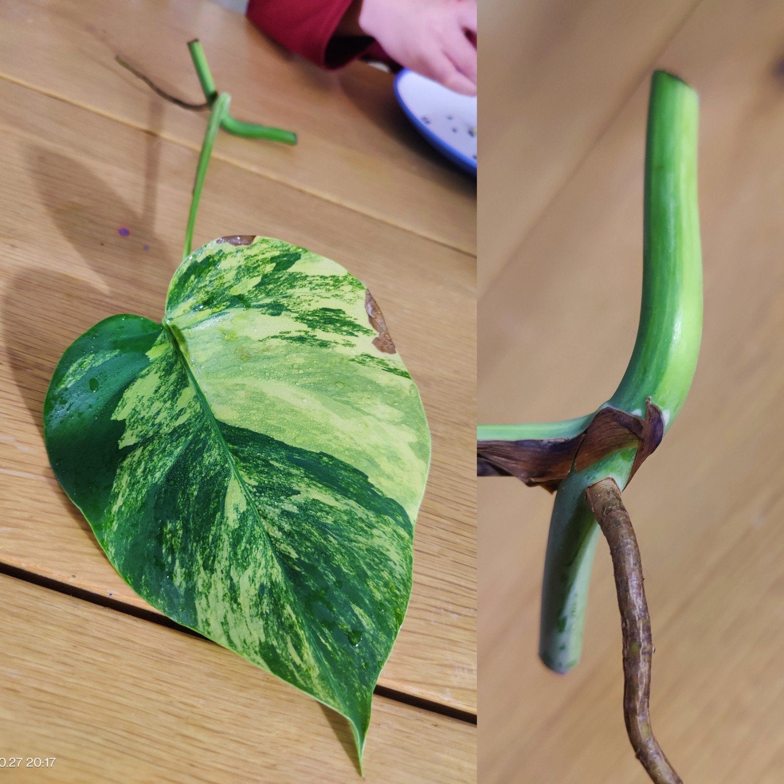 Monstera Aurea yellow variegata stek, Ophalen, Halfschaduw, Minder dan 100 cm