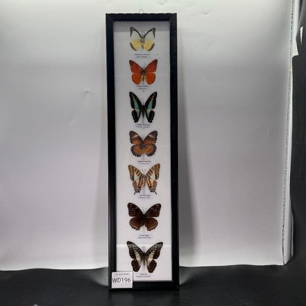 Vlinderlijst met 7 vlinders, Ophalen of Verzenden, Nieuw, Insect, Opgezet dier