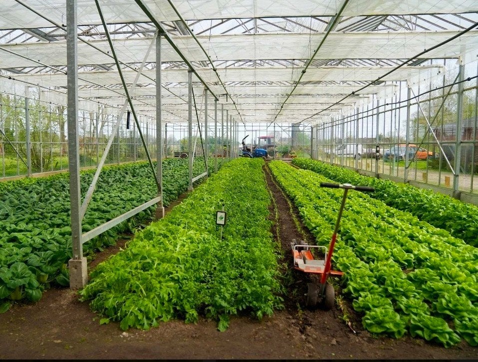 Gezocht: kas / tuinbouwruimte 1.000–2.000 m², Ophalen of Verzenden