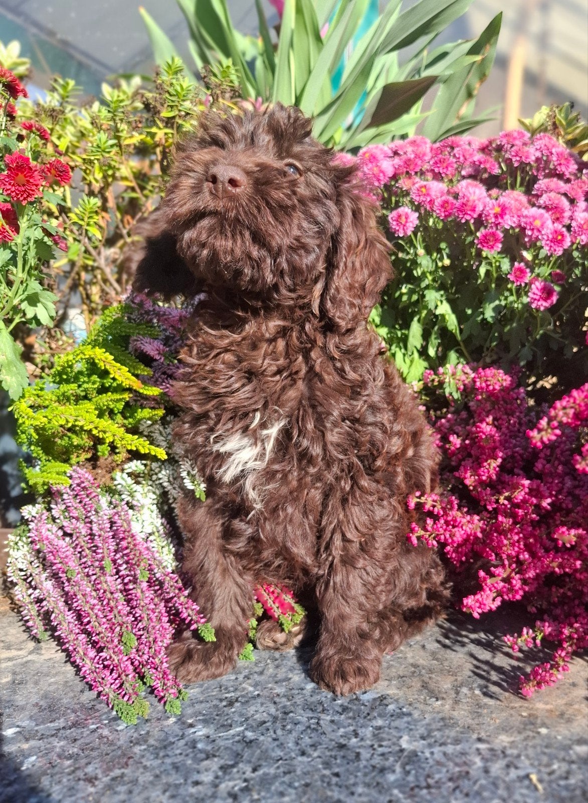 te koop mooie speelse aparte choco kleur maltipoo pups, Nederland, Overige rassen, 8 tot 15 weken, CDV (hondenziekte)