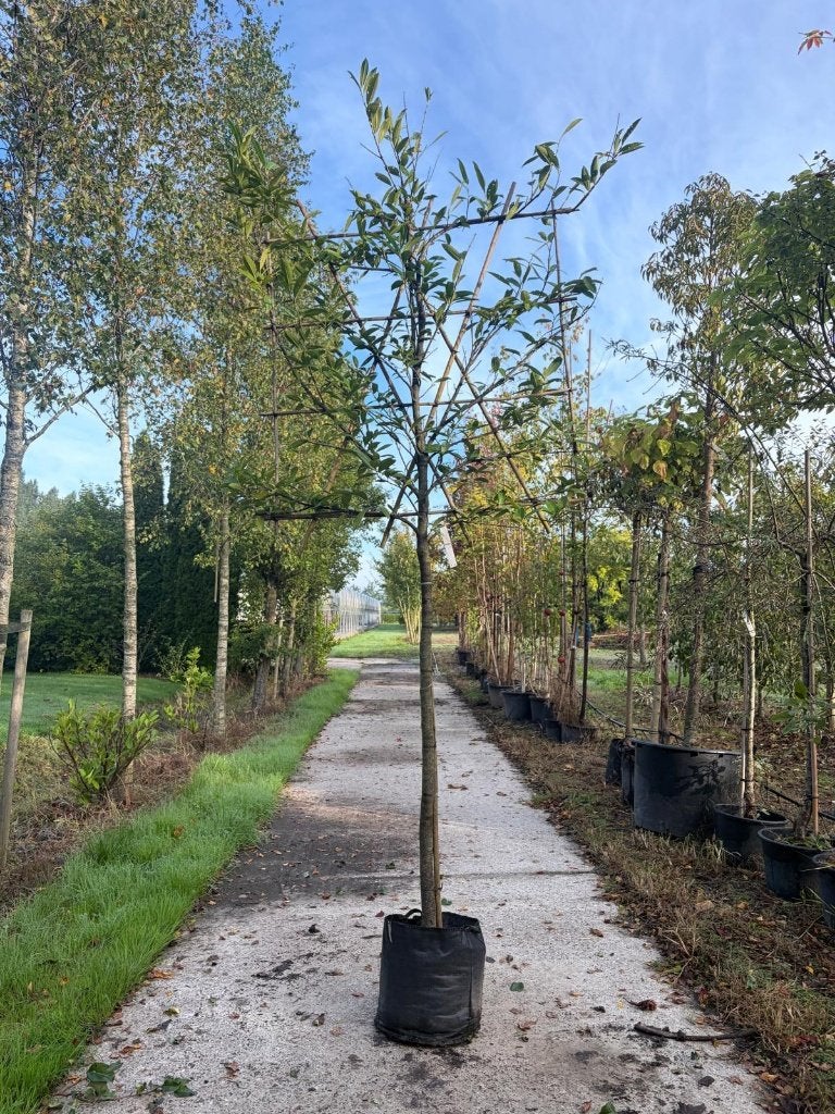 Prunus l caucasica 160stam rek 120 x 120 Leilaurier, Leiboom, Lente, 250 tot 400 cm, Ophalen