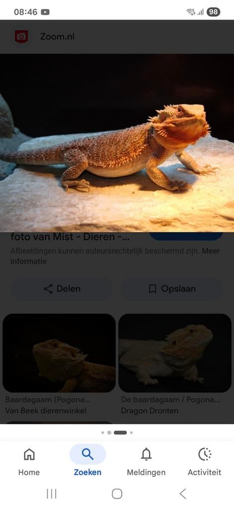 Baardagaam Bearded Dragon - unknown for sale from a. van.