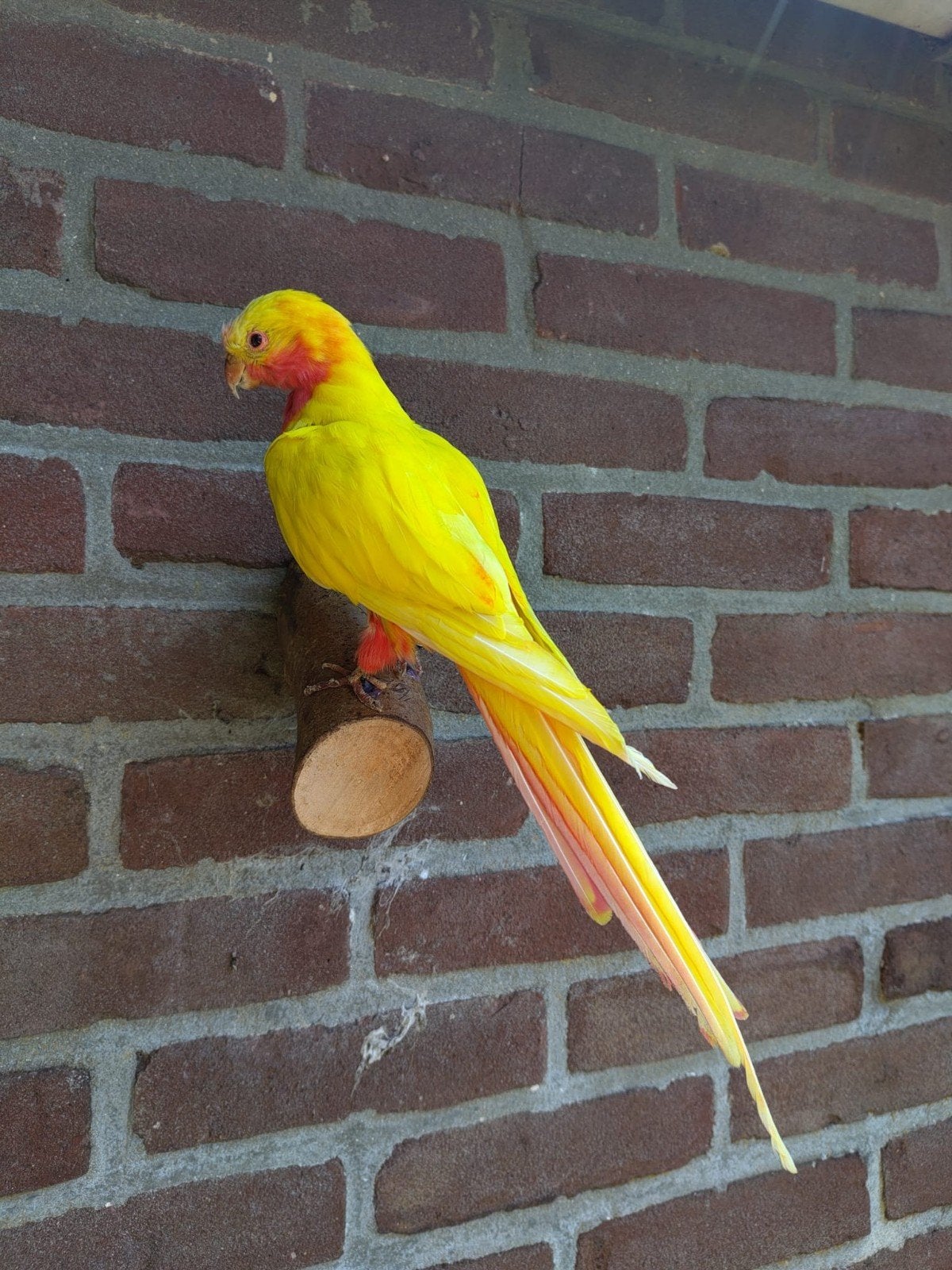 Princess van wales parkiet opgezet, Ophalen of Verzenden, Nieuw, Vogel, Opgezet dier