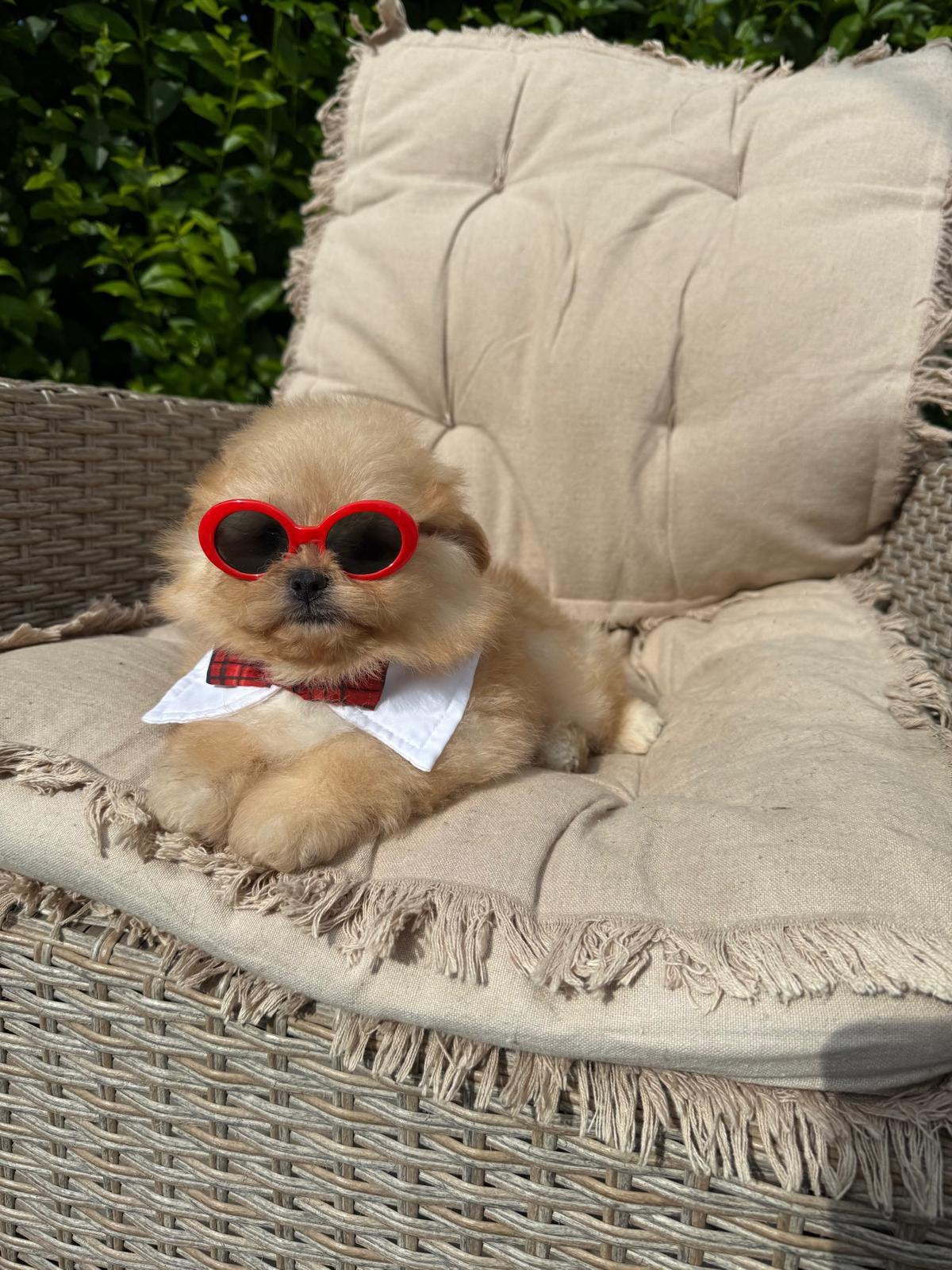 Pomapoo pups - Pomeranian x Poedel mix, Overige rassen, 8 tot 15 weken, Buitenland, Parvo
