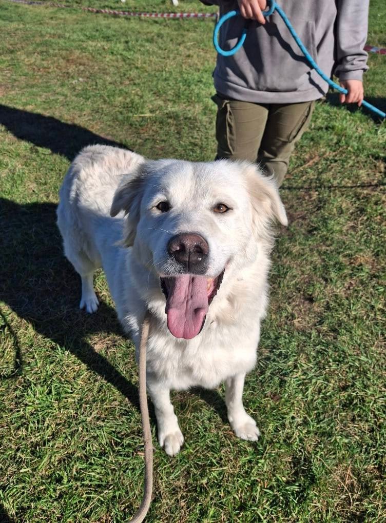 Labrador mix Teefje, Dieren en Toebehoren, Particulier, Buitenland, Teef, Groot