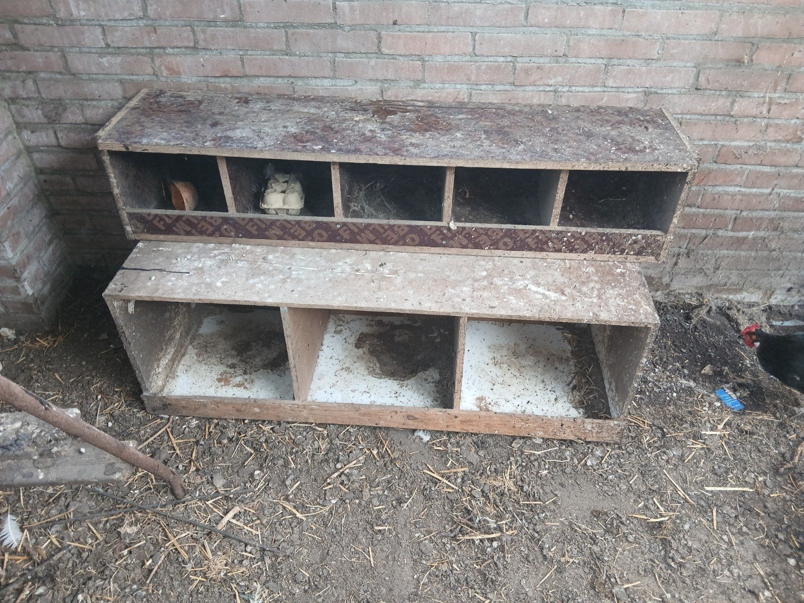 leg nesten, Dieren en Toebehoren, Pluimvee, Vrouwelijk, Kip