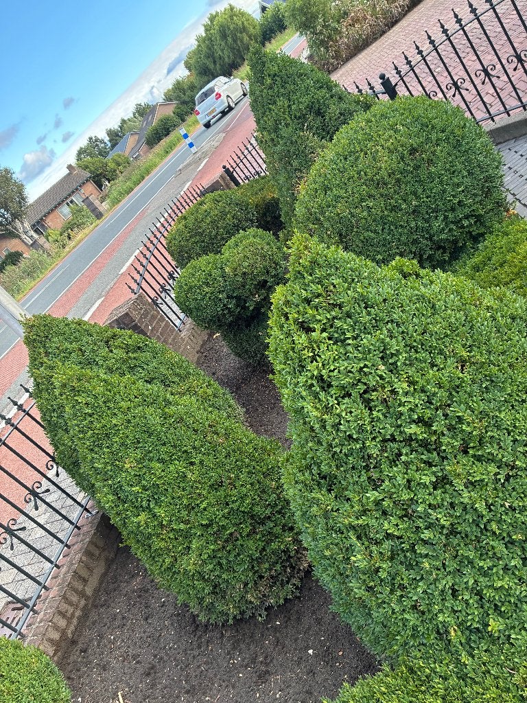 Buxus tuin compleet, Volle zon, Vaste plant, Bloeit niet, Ophalen
