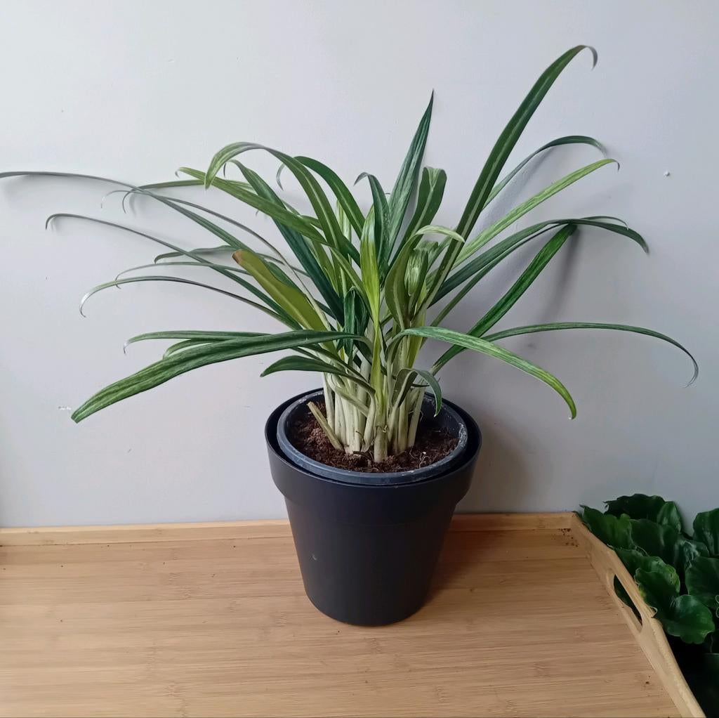 Kamerplant 50cm aglaonema heel weinig licht nodig, Ophalen, Overige soorten, Halfschaduw, In pot