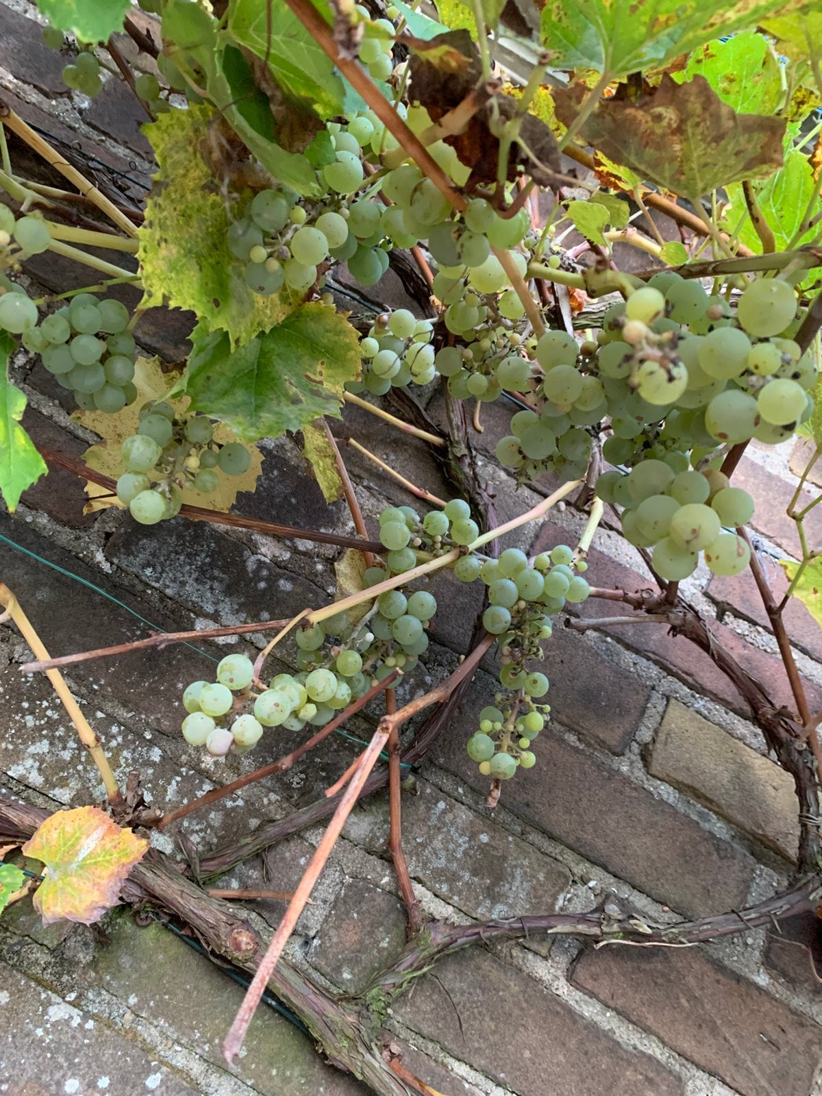 Groot druiven struik, Tuin en Terras, Ophalen of Verzenden, Minder dan 100 cm, Overige soorten, Lente
