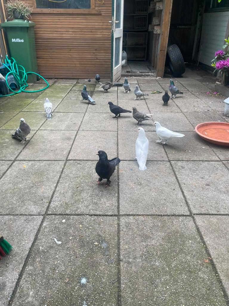 Jonge takla duiven, Dieren en Toebehoren, Vogels | Duiven, Meerdere dieren, Overige soorten
