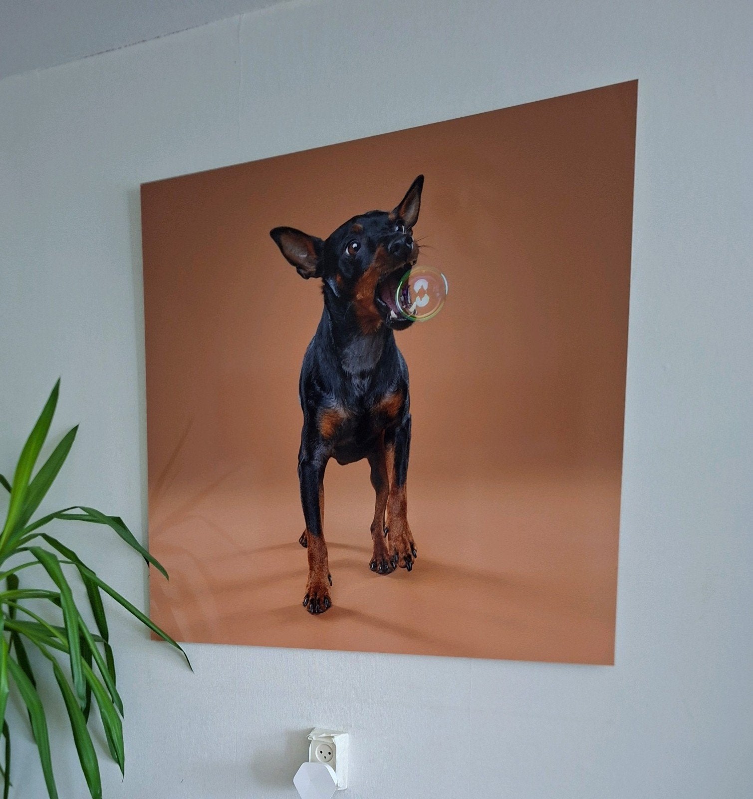 Dwergpinscher dogart by Motherpuppers Studio, Ophalen, Schilderij, Minder dan 50 cm