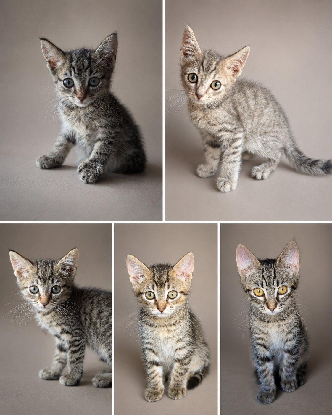 Mooie lieve kittens te koop, Dieren en Toebehoren, Kater