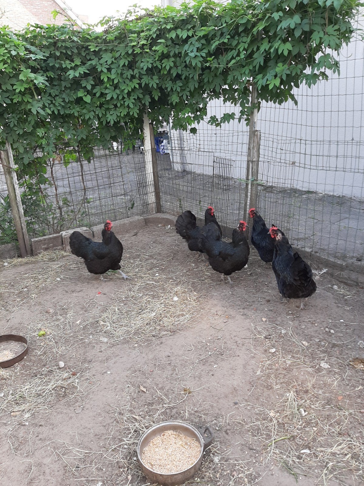 Australorp Hennen-Kippen, Grote Ras, Dieren en Toebehoren, Pluimvee, Vrouwelijk, Kip