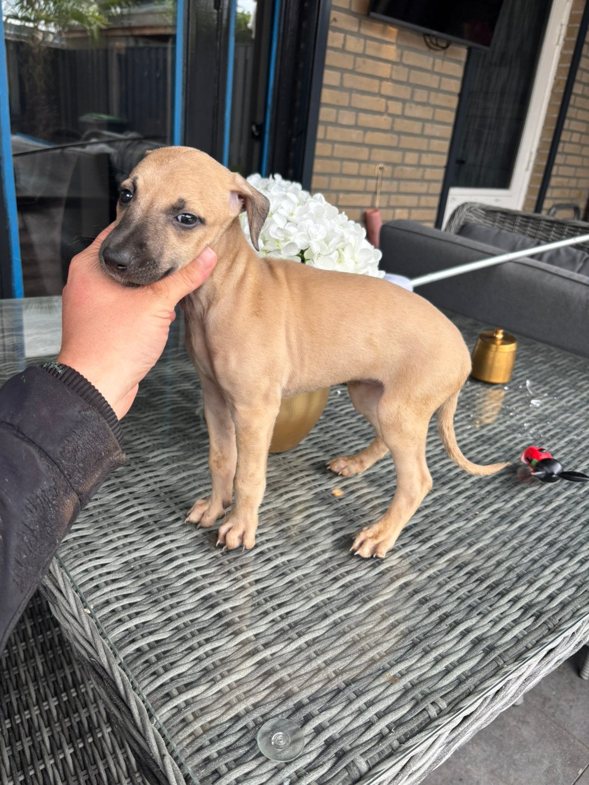 whippet  whindhond pups, Rabiës (hondsdolheid), Whippet, Reu, Eén hond