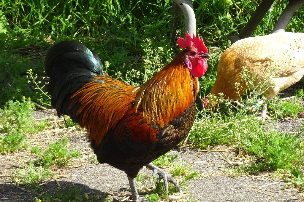 Mooie krielhaan, Dieren en Toebehoren, Mannelijk, Kip