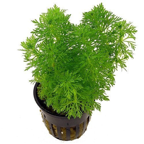 limnophila heterophylla €4,95, ., Overige typen, Nieuw, Ophalen of Verzenden