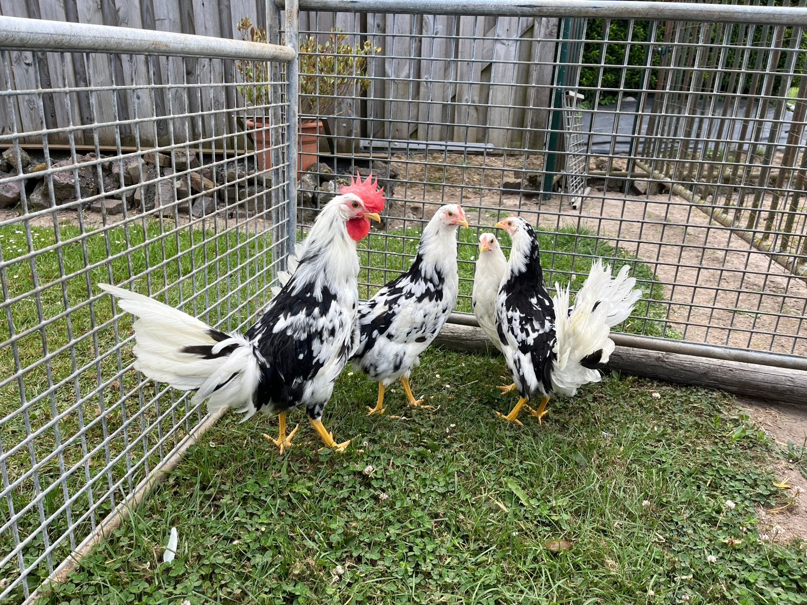 TE KOOP 3 BONTE LEGHORN KIPPEN MET 1 HAAN, Dieren en Toebehoren, Pluimvee, Meerdere dieren, Kip