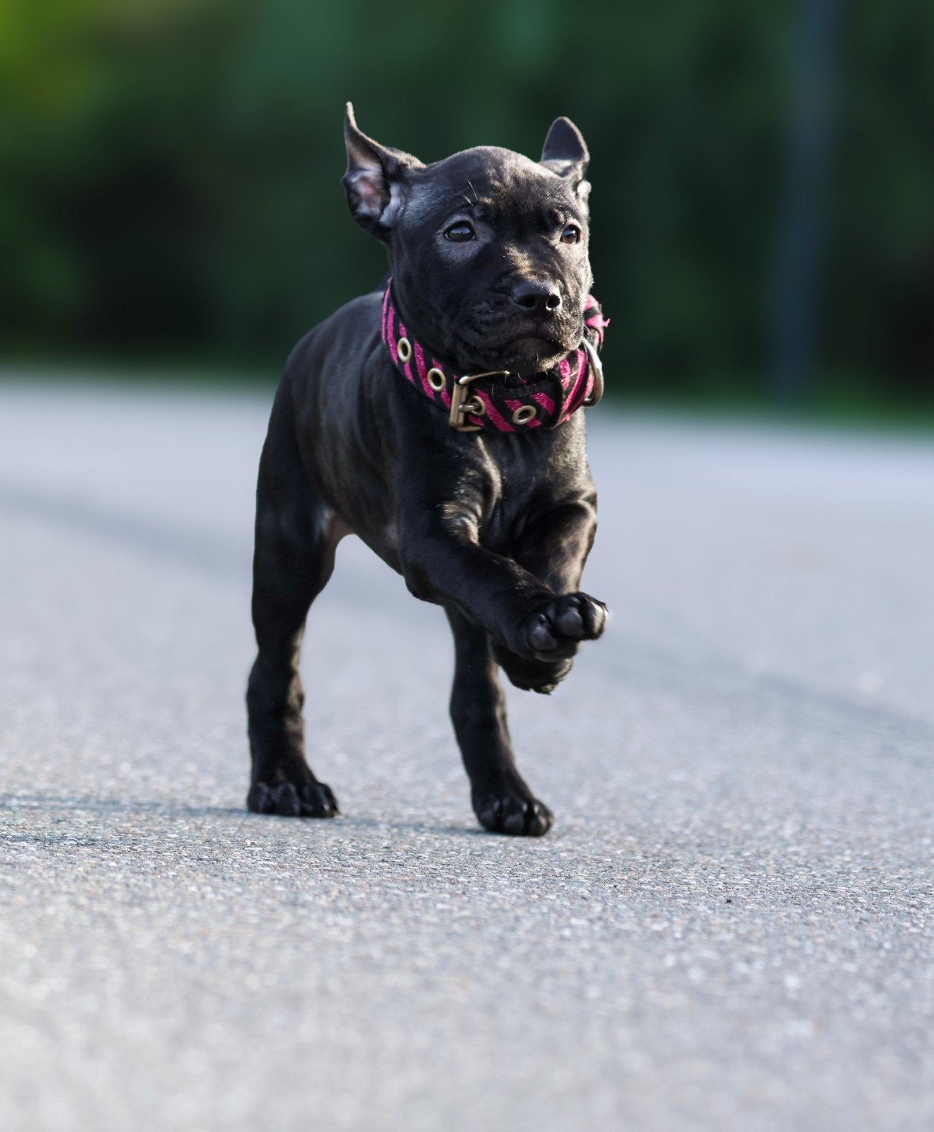 pitbull pup, Dieren en Toebehoren, Overige rassen, CDV (hondenziekte), 8 tot 15 weken, Teef