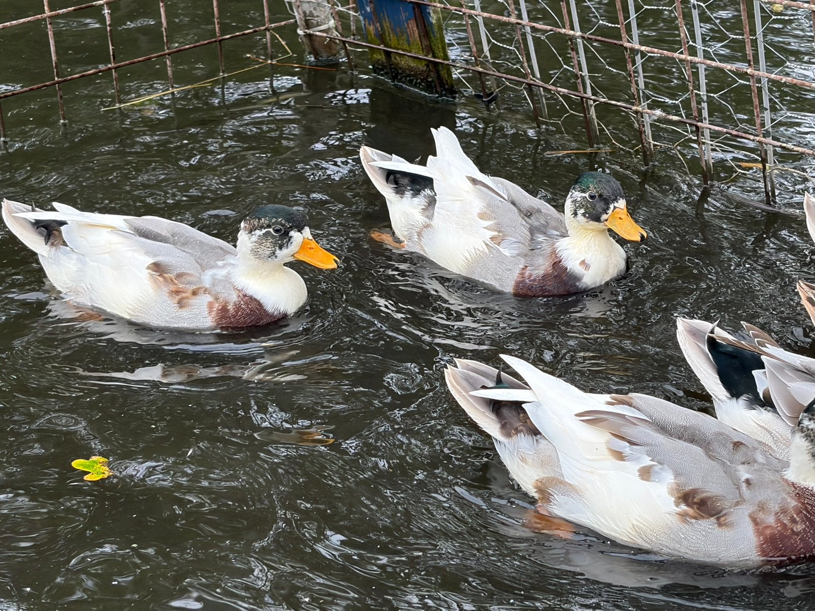 Kwakers bont (Wildkleur grofbont), Dieren en Toebehoren, Mannelijk, Eend