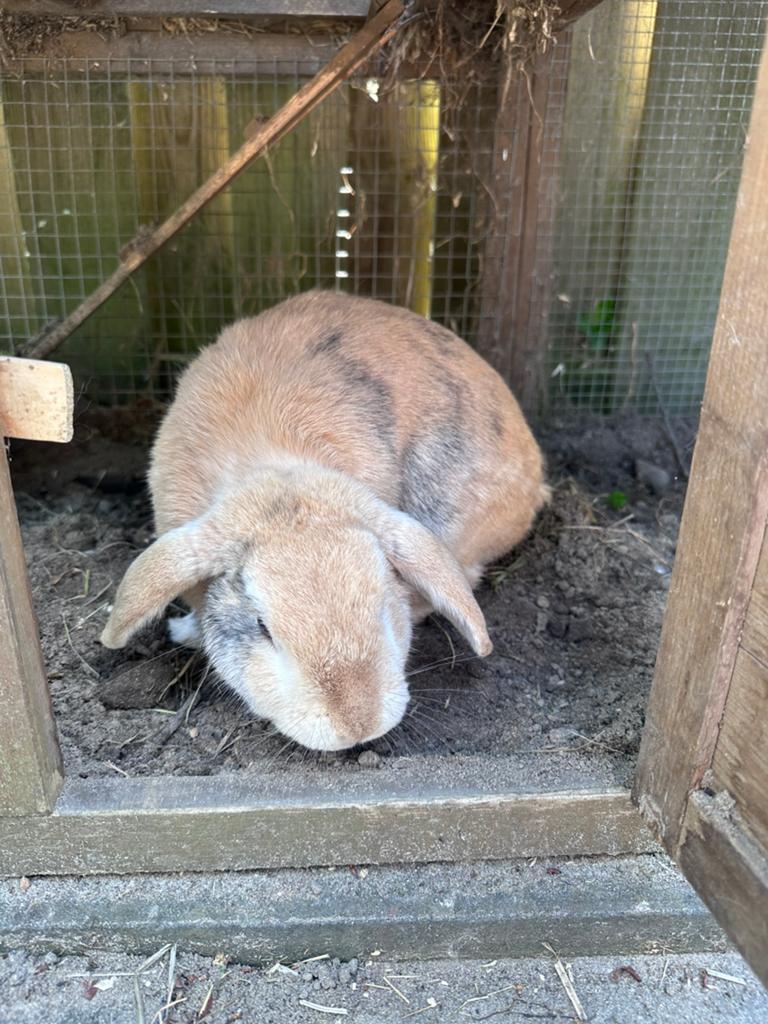 NHD konijn zoekt nieuw huis (ram gecastreerd), Dieren en Toebehoren, Konijnen, Mannelijk, Klein, Hangoor, 6 tot 8 jaar